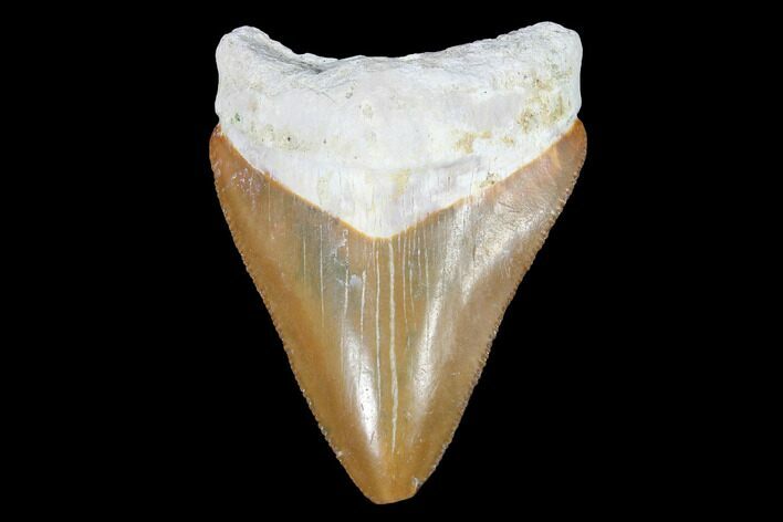 Serrated, Bone Valley Megalodon Tooth - Florida #99869